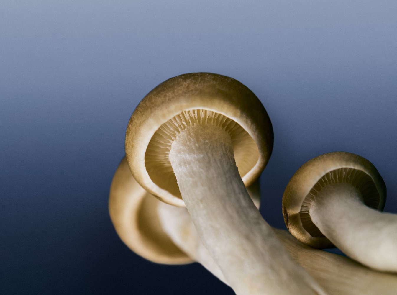 nameko mushroom