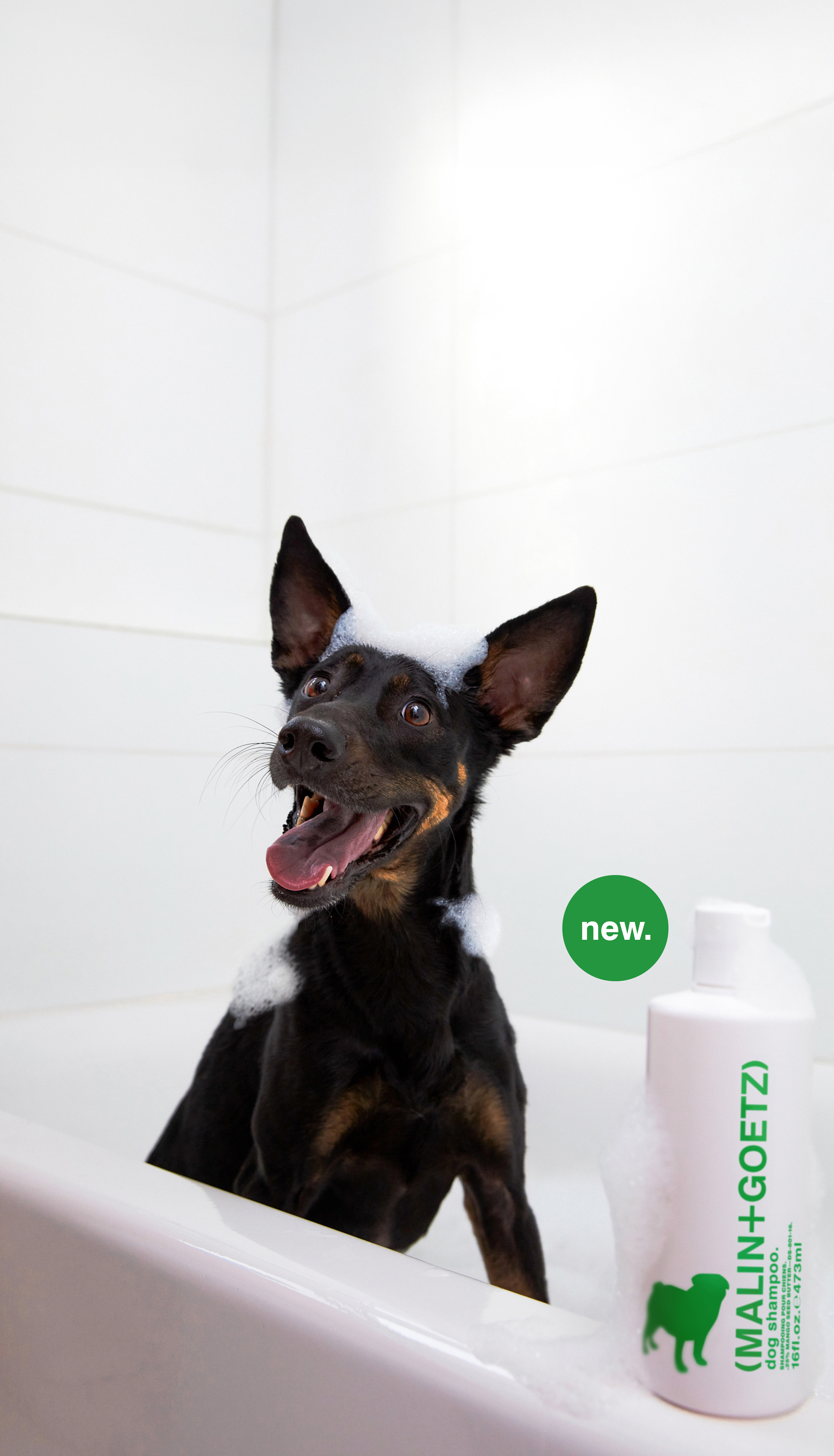 dog shampoo
