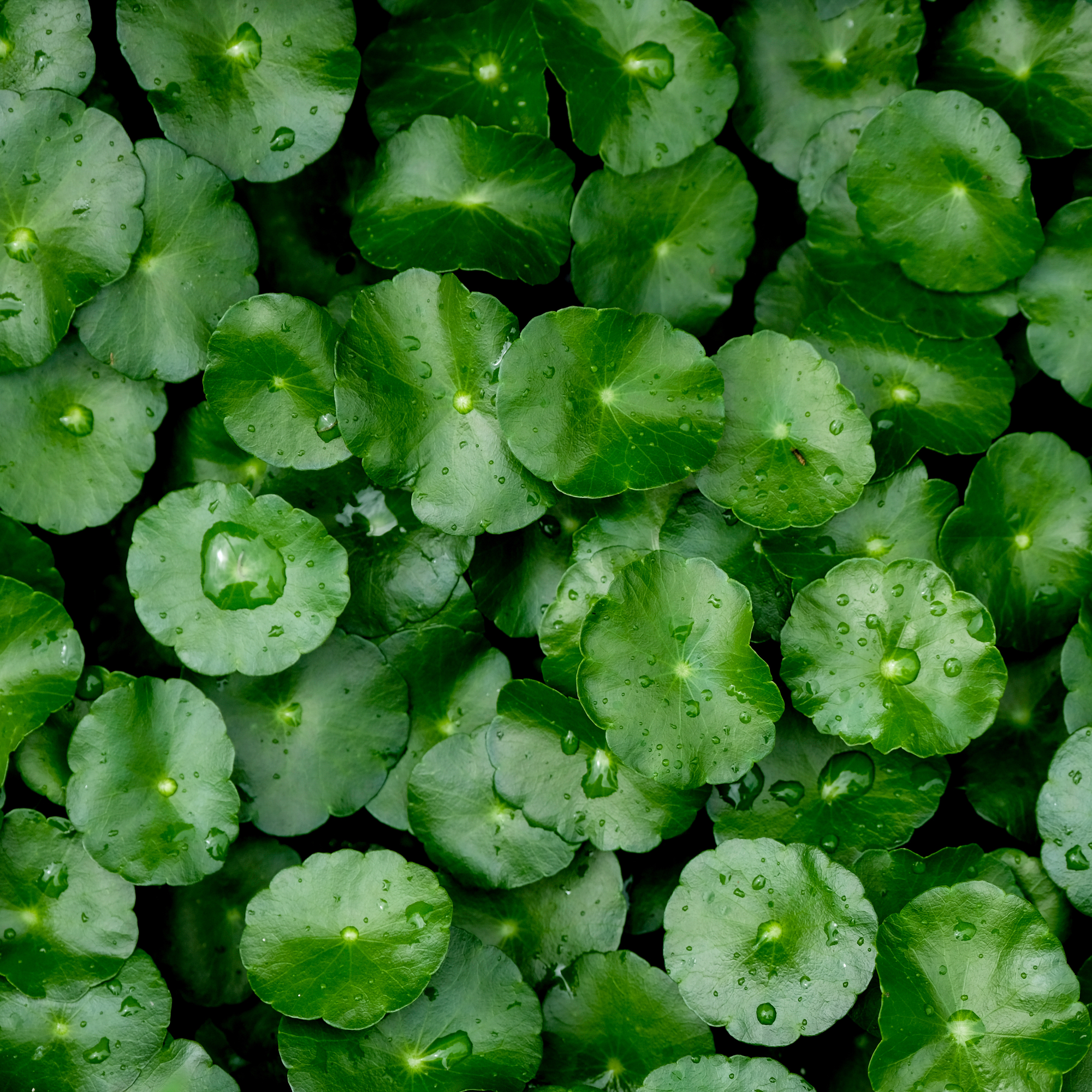 Centella asiatica