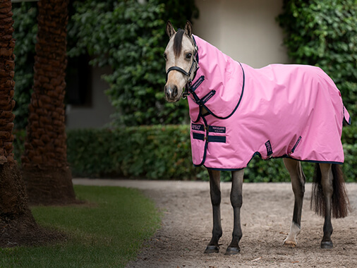 Can Horses Survive Cold Temperatures With No Shelter? Essential Facts